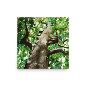 Under The Mighty Oak - 16″×16″ Print