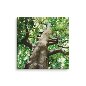 Under the Mighty Oak - 20"×20" Canvas